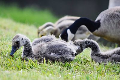 Birds in a field