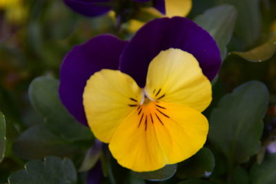 Close-up of yellow flower