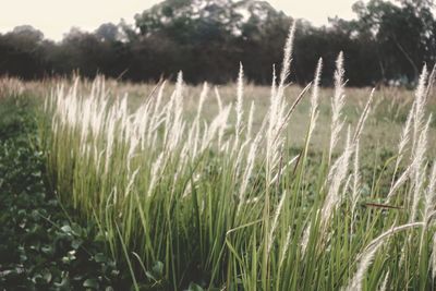 Close-up of grass on field