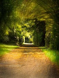 Road amidst trees in forest