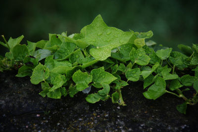 High angle view of green leaves on plant