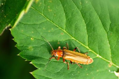 Close-up of insect on leaf