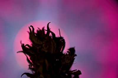 Close-up of wilted flower against pink background