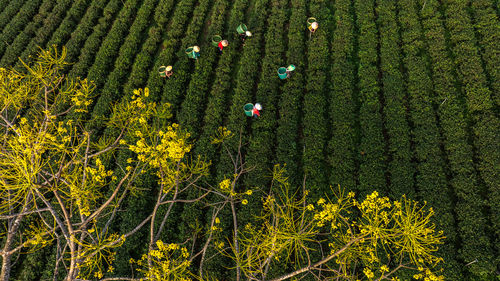 Close-up of yellow flowering plants on field