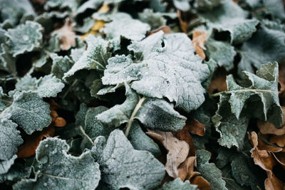 Close-up of frozen leaves