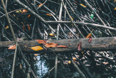 High angle view of autumn leaves on wood