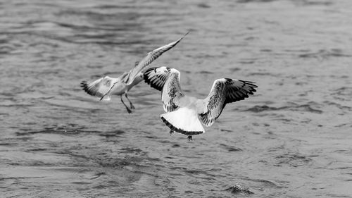 Seagulls flying over sea