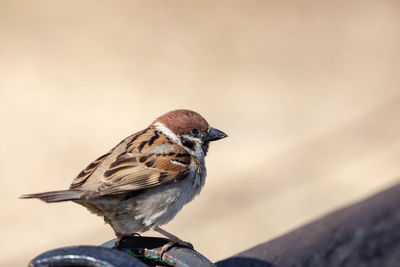 Close-up of bird perching