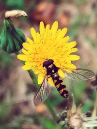 Close-up of bee pollinating on flower