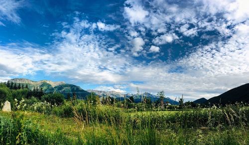 Scenic view of field against sky