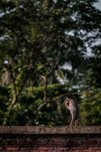 Bird perching on a tree