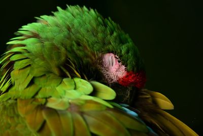 Close-up of parrot