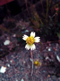 Close-up of white daisy blooming outdoors