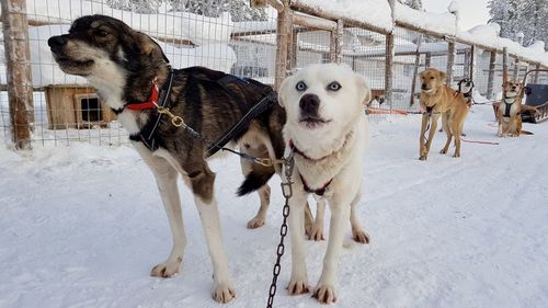 Dog in snow during winter