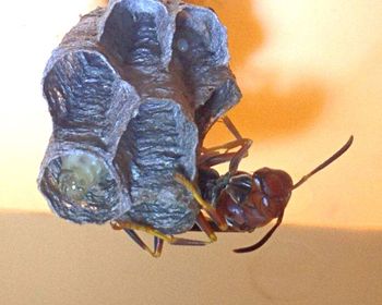 Close up of plant against blurred background