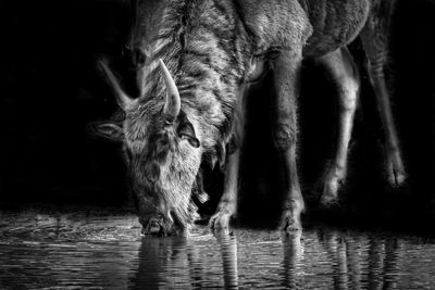 View of horse drinking water
