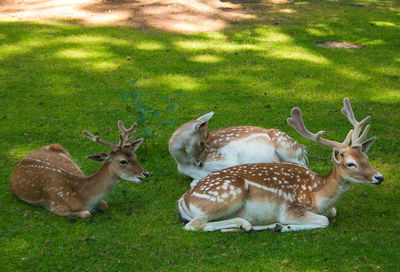 Deer in a field