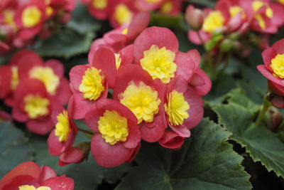 Close-up of yellow flowering plants