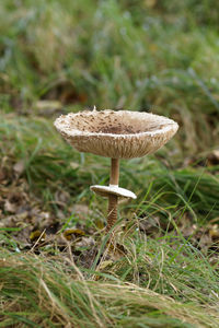 Close-up of mushroom growing on field