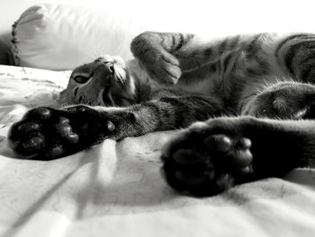 Close-up of cat lying on bed