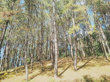 Trees against sky