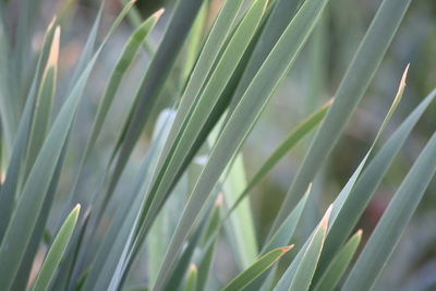 Full frame shot of plants