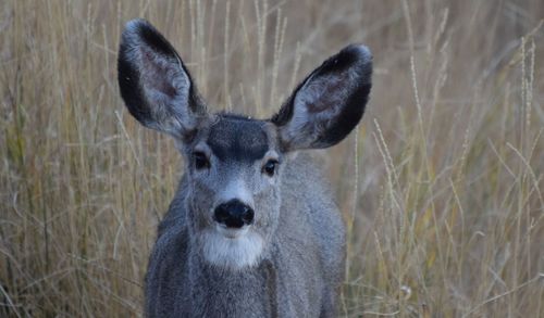 Portrait of deer on field