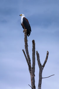 Low angle view of eagle perching on wooden post against sky