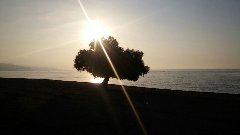 sun, sea, sunlight, sunset, nature, beach, horizon over water, beauty in nature, silhouette, sky, water, scenics, tranquility, no people, outdoors, tree, day