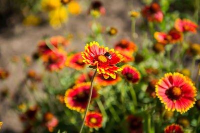 Bee pollinating on gaillardia flower