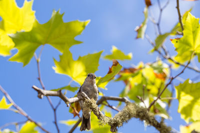 Low angle view of bird perching on tree against clear sky