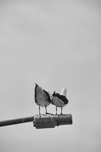 Low angle view of seagull perching on a bird