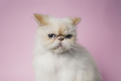 Portrait of white cat against wall