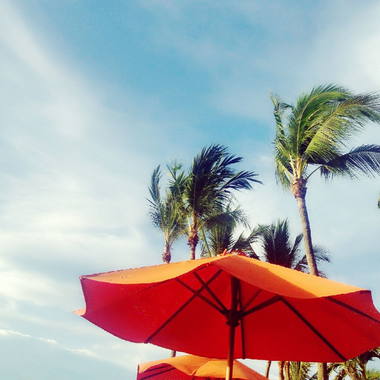 tree, sky, low angle view, palm tree, cloud - sky, nature, growth, cloud, tranquility, beauty in nature, day, cloudy, outdoors, tranquil scene, no people, scenics, blue, tree trunk, leaf, coconut palm tree