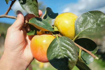 Farmer man hand harvesting parsimmon fruits from the tree,kaki autumn agricultural products