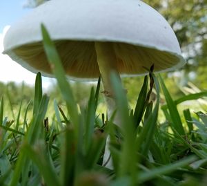 Close-up of plants growing on field