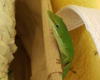 Close-up of a lizard