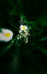 Close-up of white daisy flowers