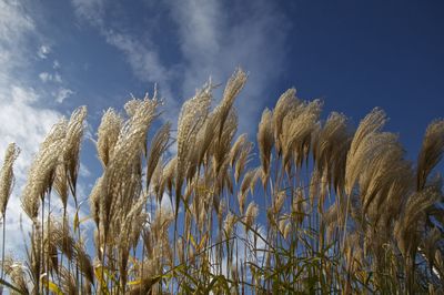 Low angle view of plants against blue sky