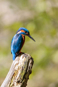 Close-up of kingfisher perching outdoors