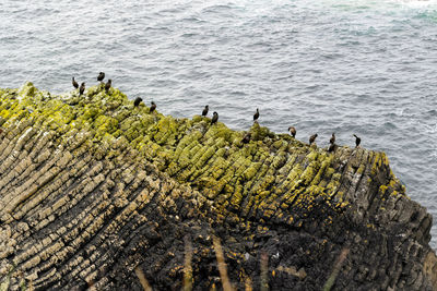 Birds perching on tree by sea