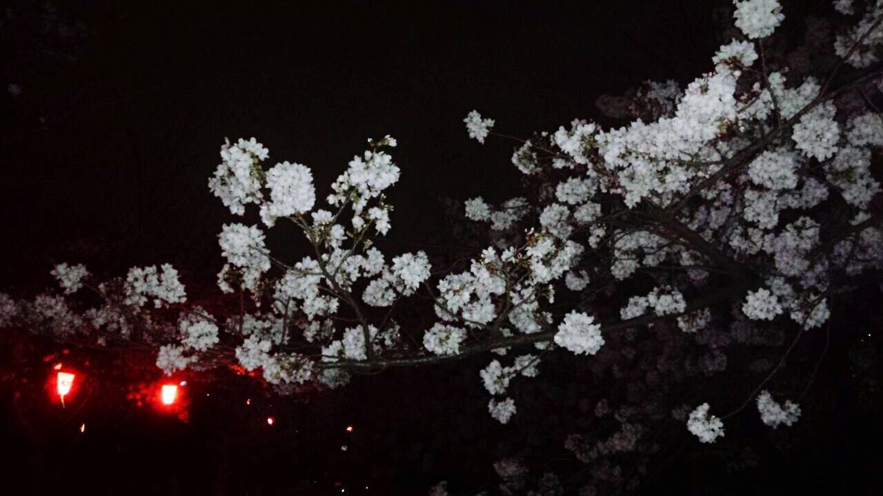 night, growth, tree, flower, nature, branch, illuminated, low angle view, plant, outdoors, leaf, beauty in nature, dark, clear sky, no people, lighting equipment, fragility, freshness, white color, blossom