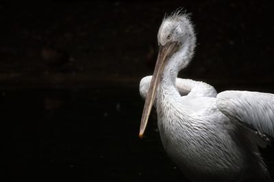 Close-up of pelican