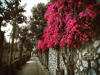 Footpath in park