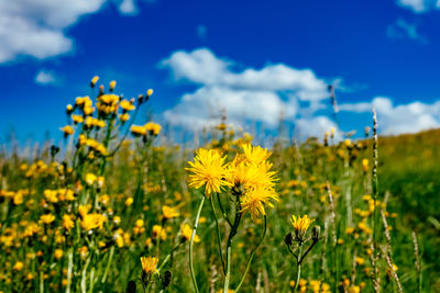 Yellow flowers in field on sunny day against sky