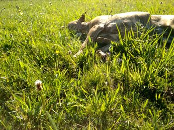 Dog in grass