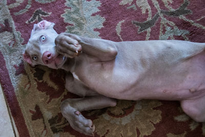 Close-up portrait of dog