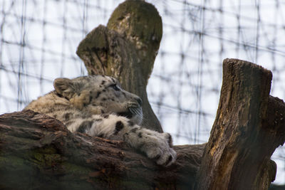 Cat resting on tree trunk in zoo