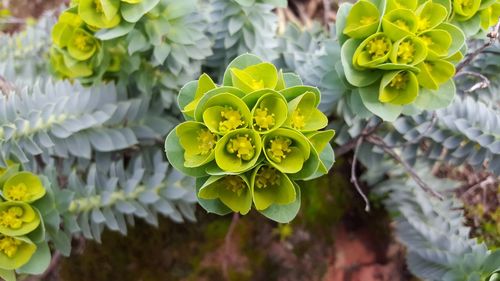 Close-up of yellow flowers blooming outdoors