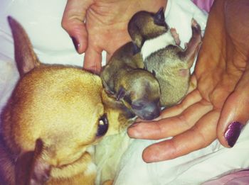 Close-up of hand touching dog